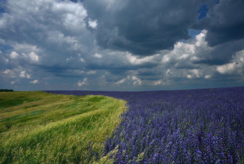гроза, луг Застигнутый грозой фото превью