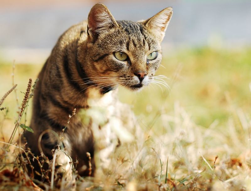 cat фото превью