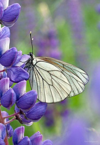 Боярышница (Aporia crataegi)