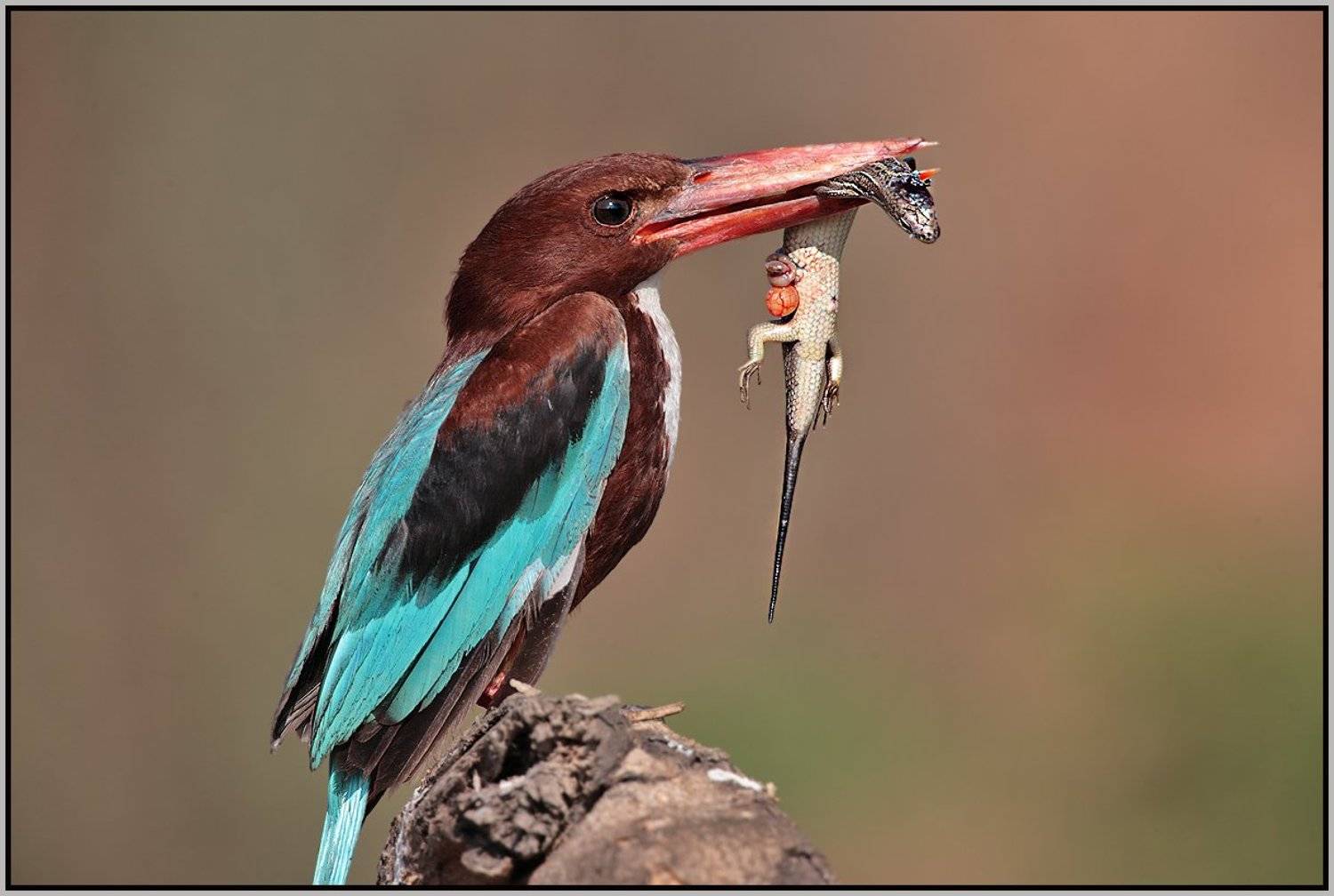 Зимородок, Michael Faiman