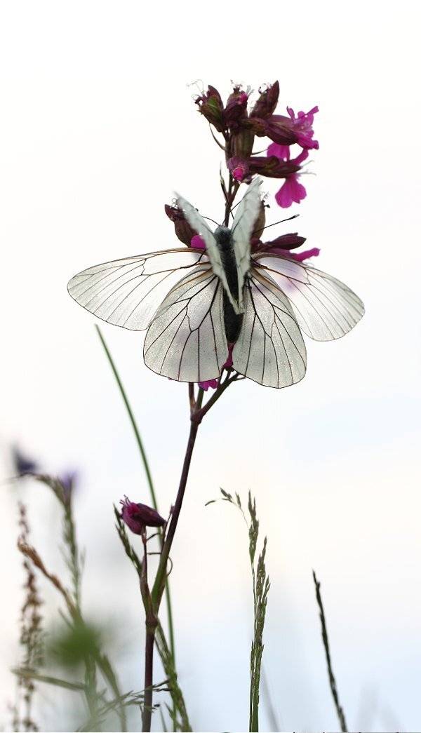 , Иваненко Светлана