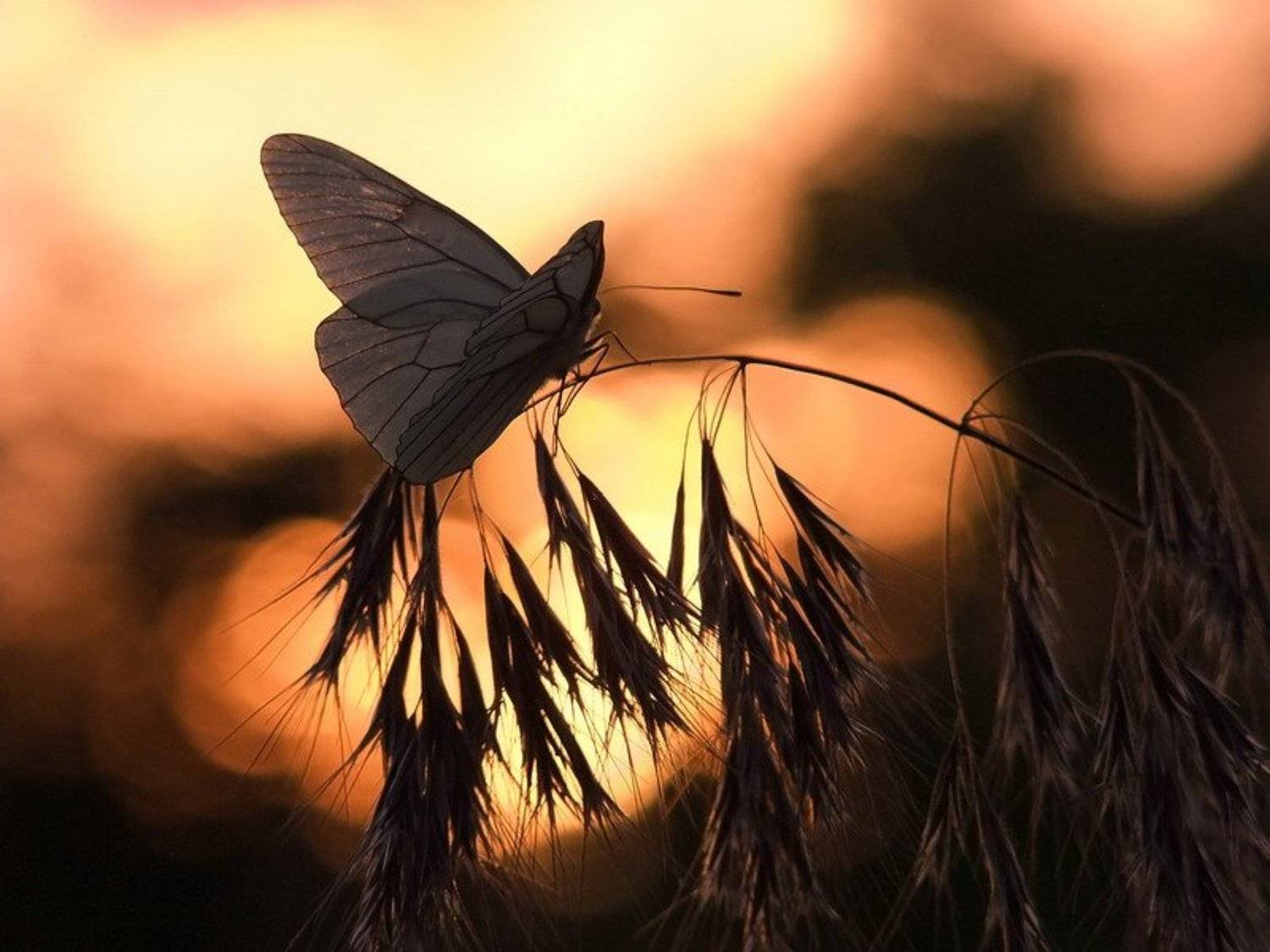 провожая, ушедший, день., Вячеслав Мищенко