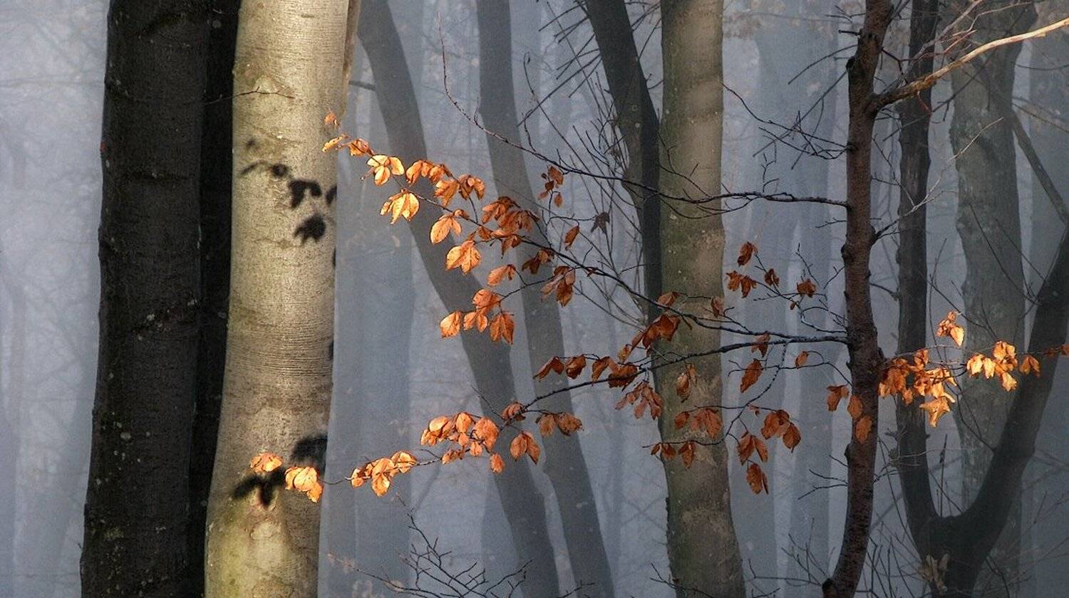 , Ирина Костова