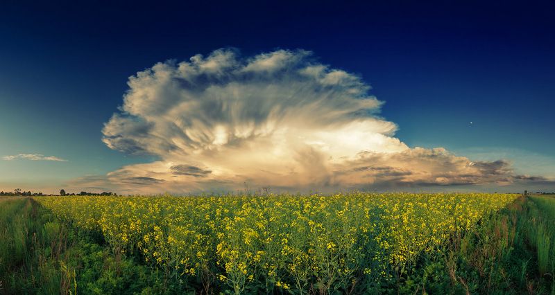 Cloud over a rapeseed field фото превью
