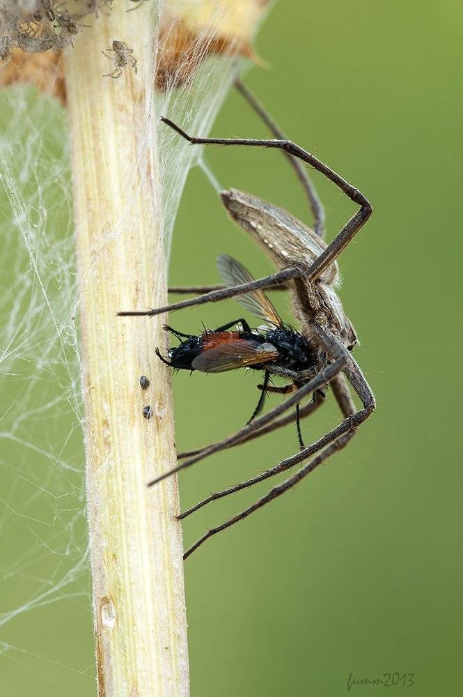 , Игорь ФУММ