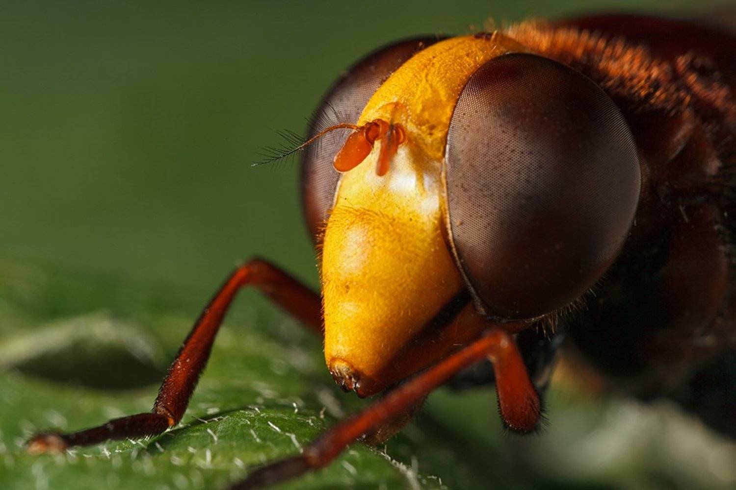 , Петр Антонович