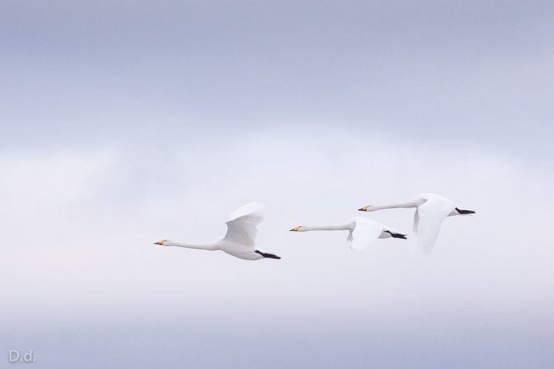 Davis Drazdovskis Portfolio фото превью