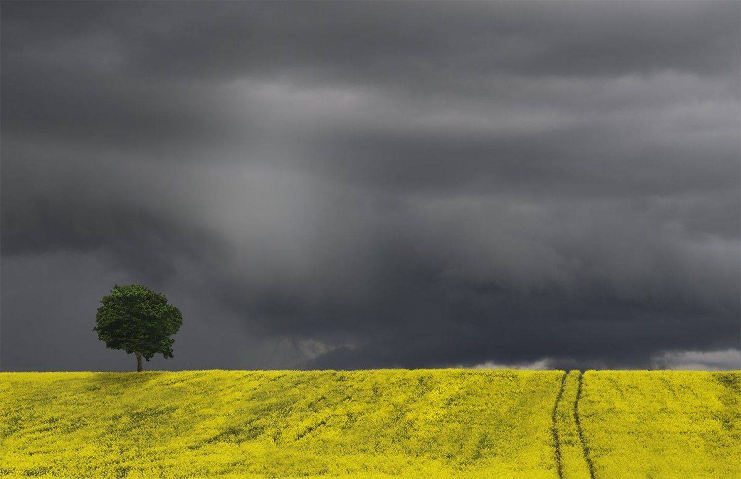 , Danny Vangenechten