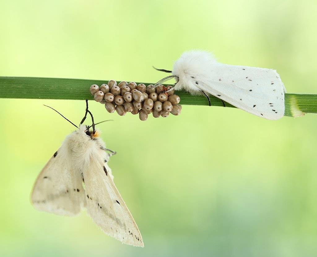 , Сергей Таланов