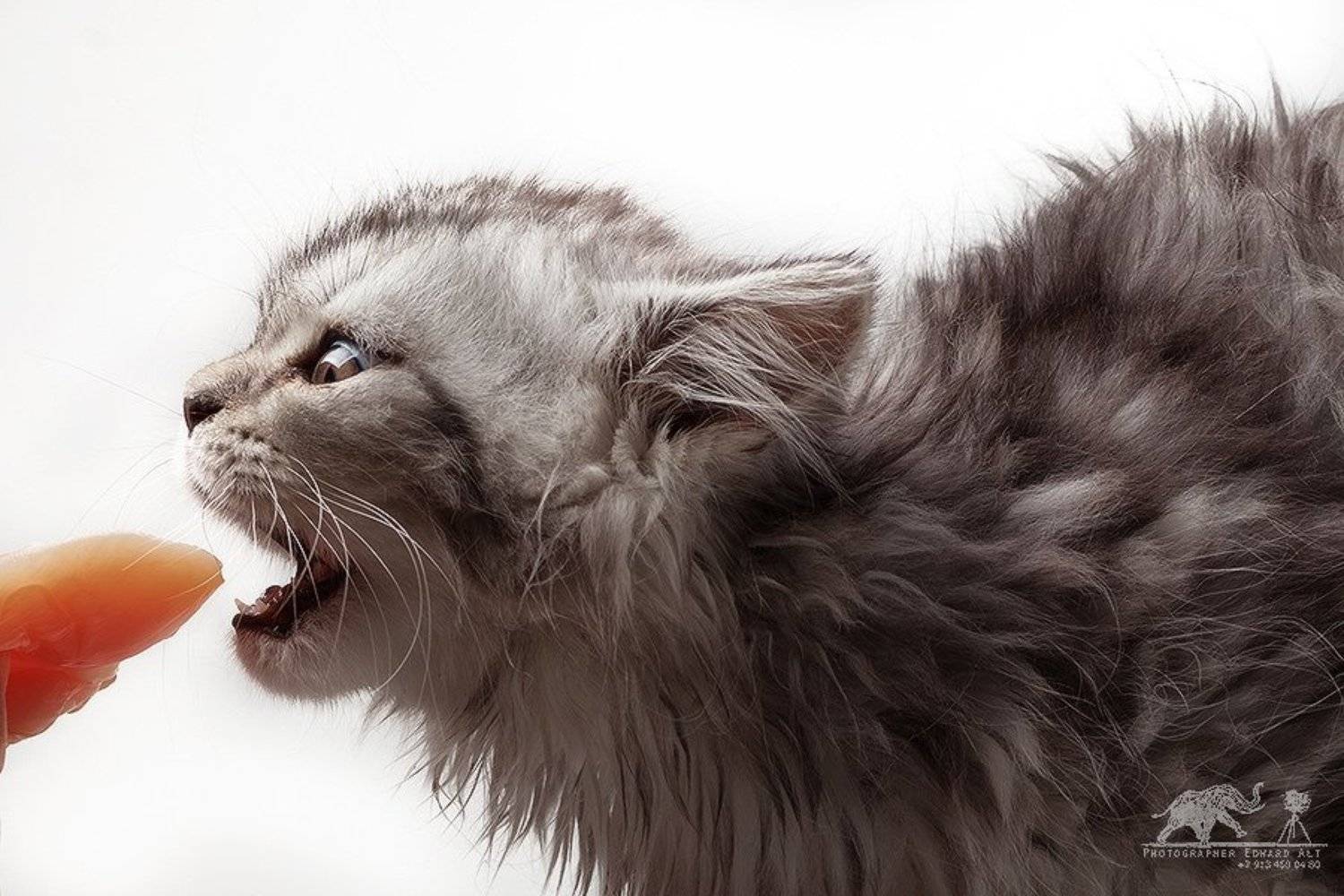 , Эдуард Альт