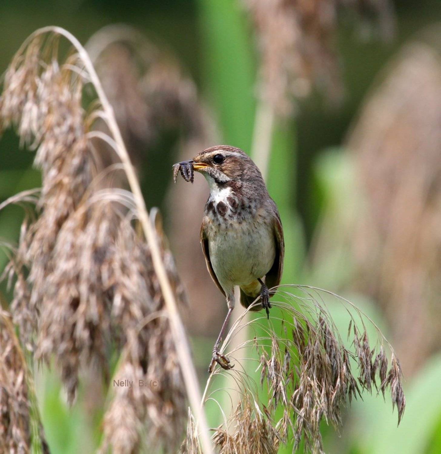 luscinia svecica, варакушка, Nelly B.