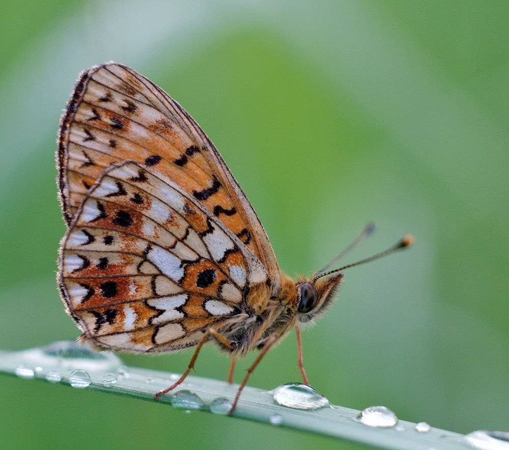 boloria selene, argynnis selene,  перламутровка селена,, Alexey Gnilenkov