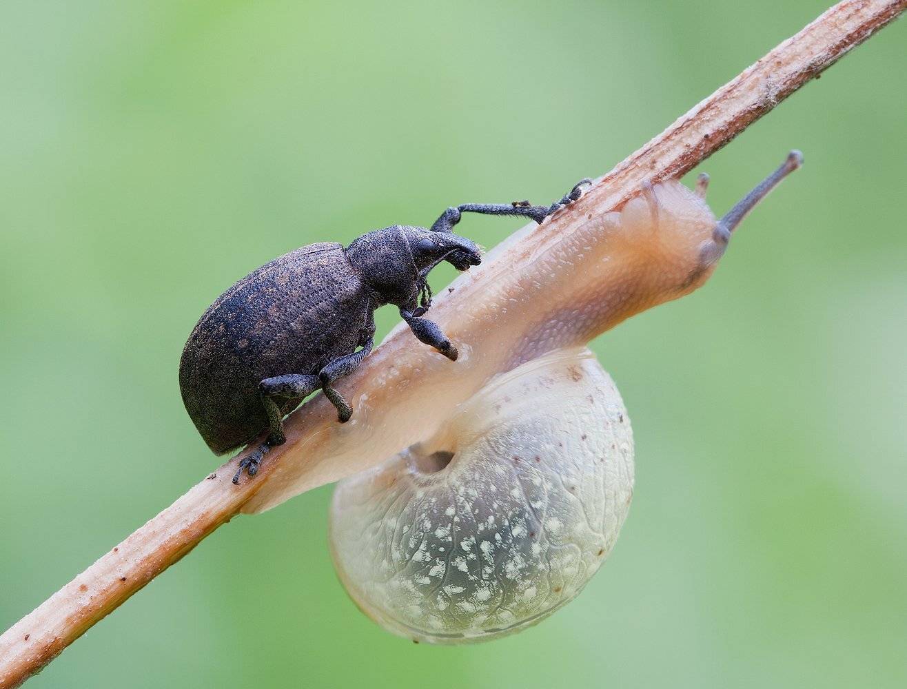 , Андрей Канышев