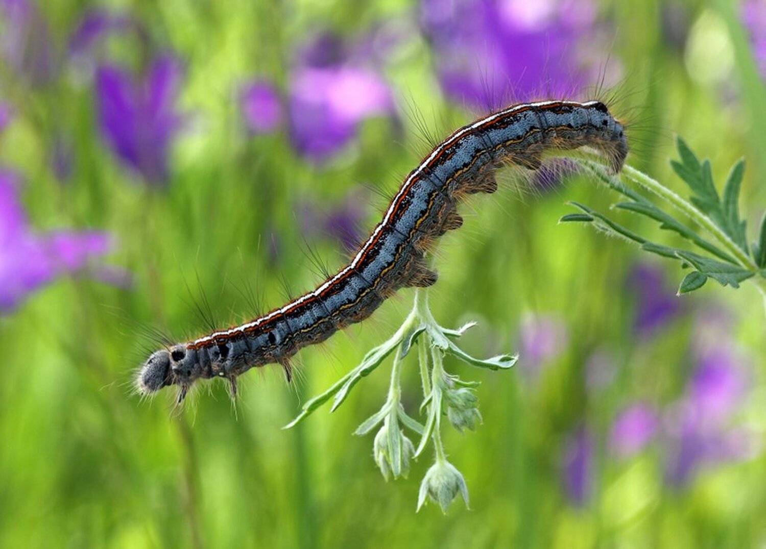 , Иваненко Светлана