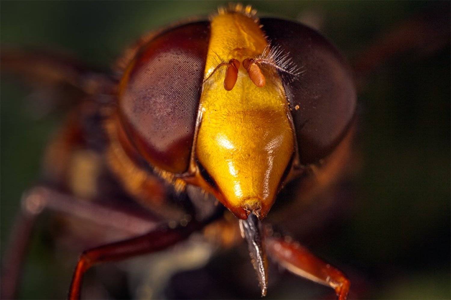 , Петр Антонович