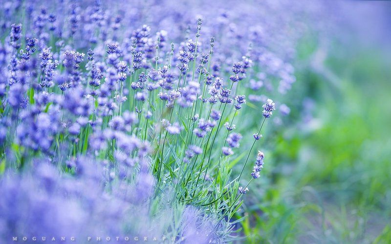 Фиолетовая фантазия фото превью