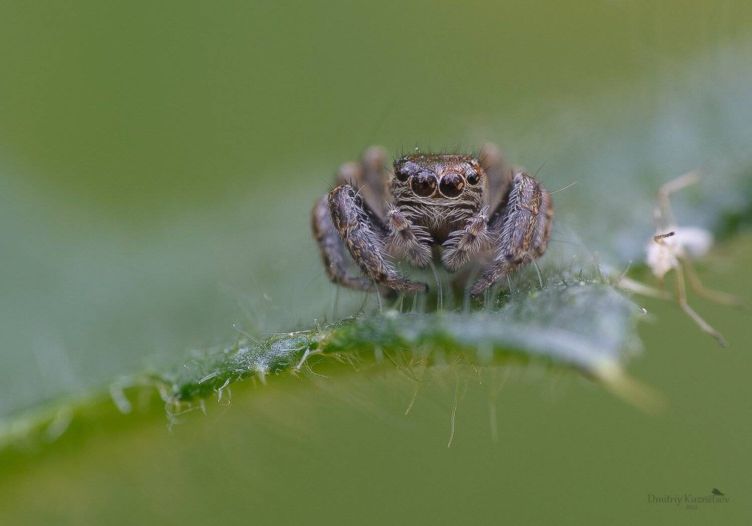 , Кузнецов Дмитрий