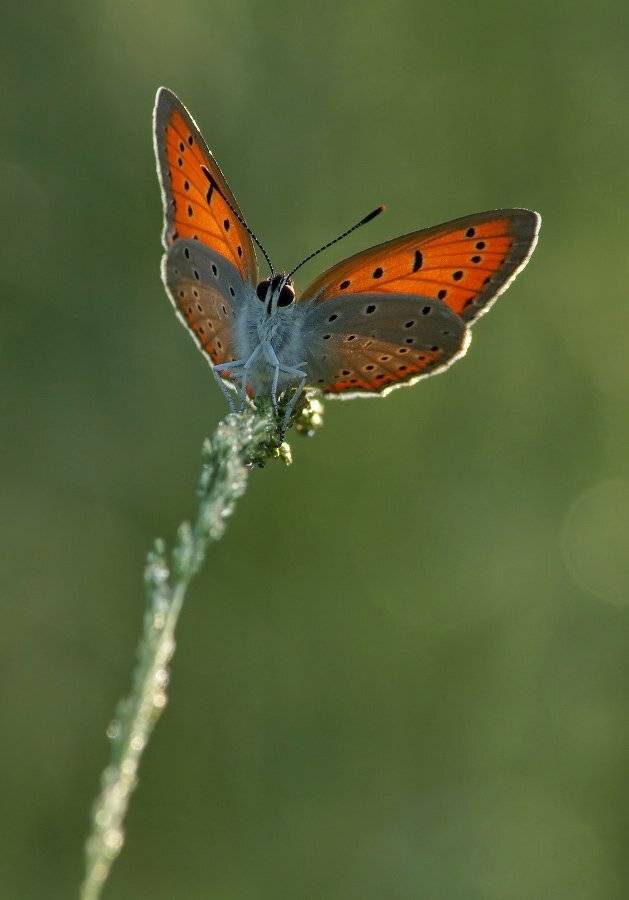 Червонец непарный, Чепленко Алексей