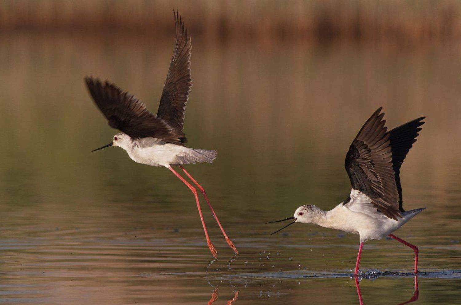 кокилобегач, ходулочник, himantopus, himantopus, black-winged stilt, Евгени Стефанов