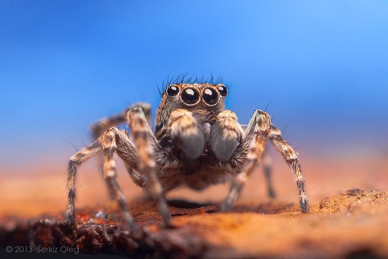 Art, Blue, Jumping Spider, Oleg Serkiz, Salticidae, Sitticus pubescens, Sky, Олег Серкиз, Oleg Serkiz