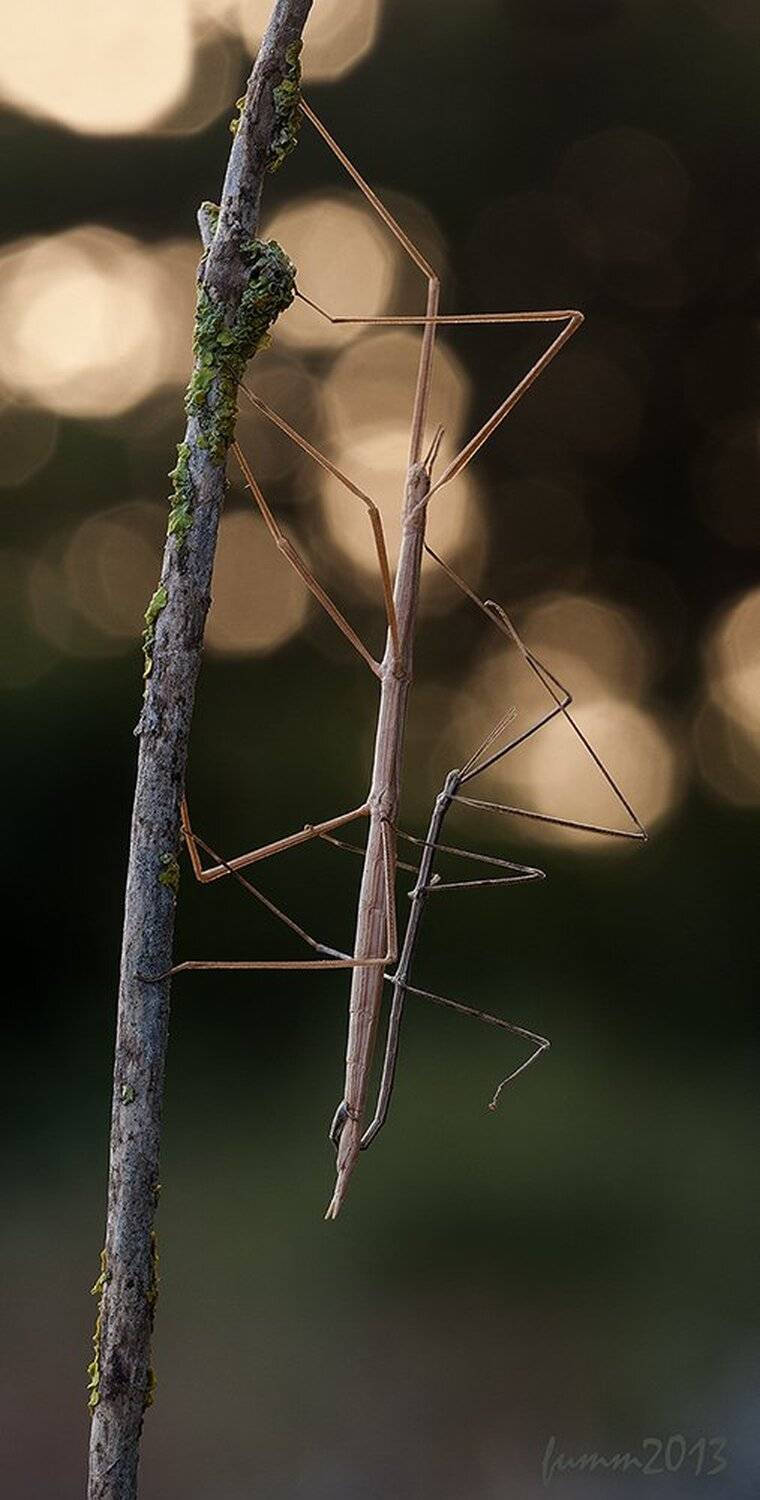 , Игорь ФУММ