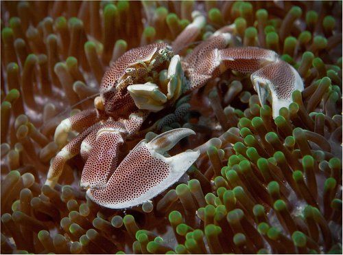 одинокий рыцарь