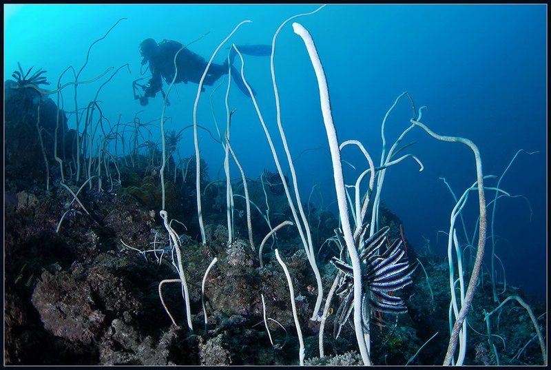 Подводный лес фото превью