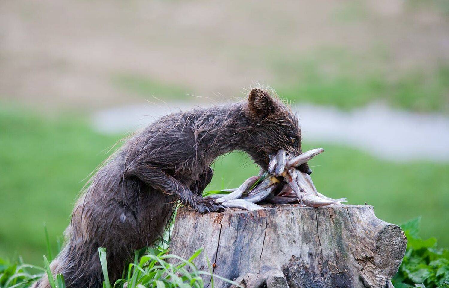 песец, мойва, уёк, рыба, Дмитрий Уткин