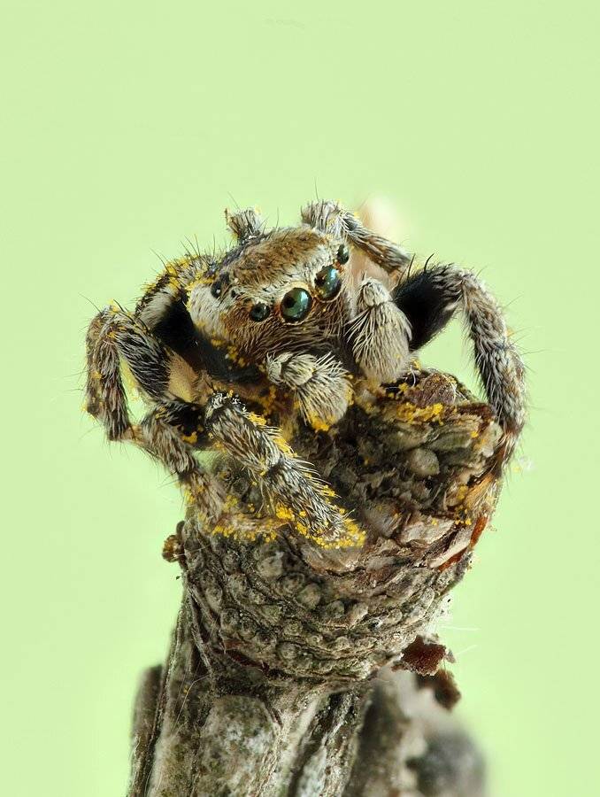 , Сергей Таланов