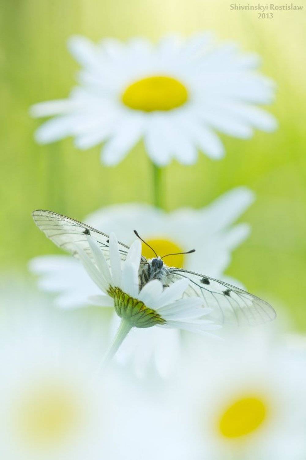 , Шивринский Ростислав