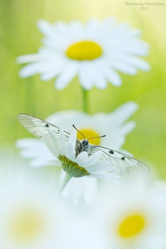 Ромашковый аполлон фото превью