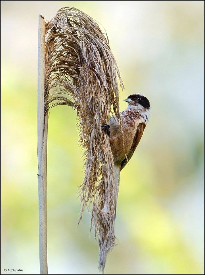 птица,ремез,тросник,метёлка, Александр Чувилин