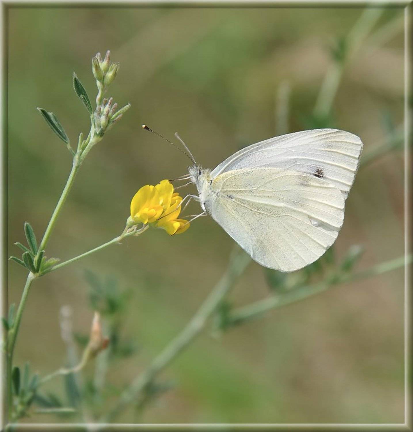 , Игорь Олейник