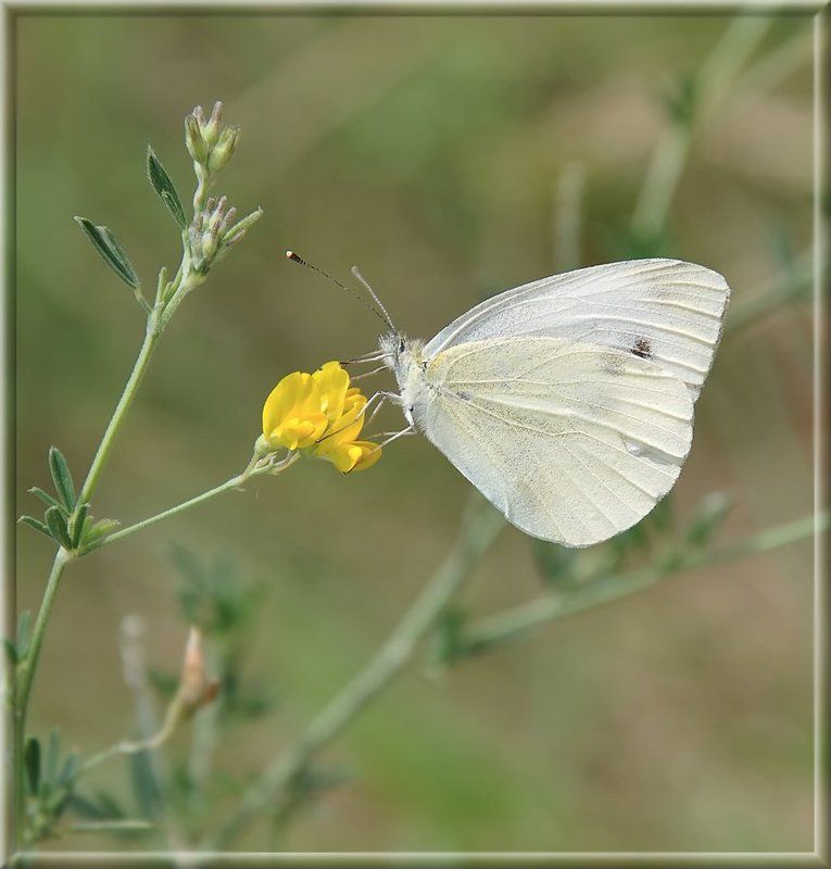 ***** фото превью