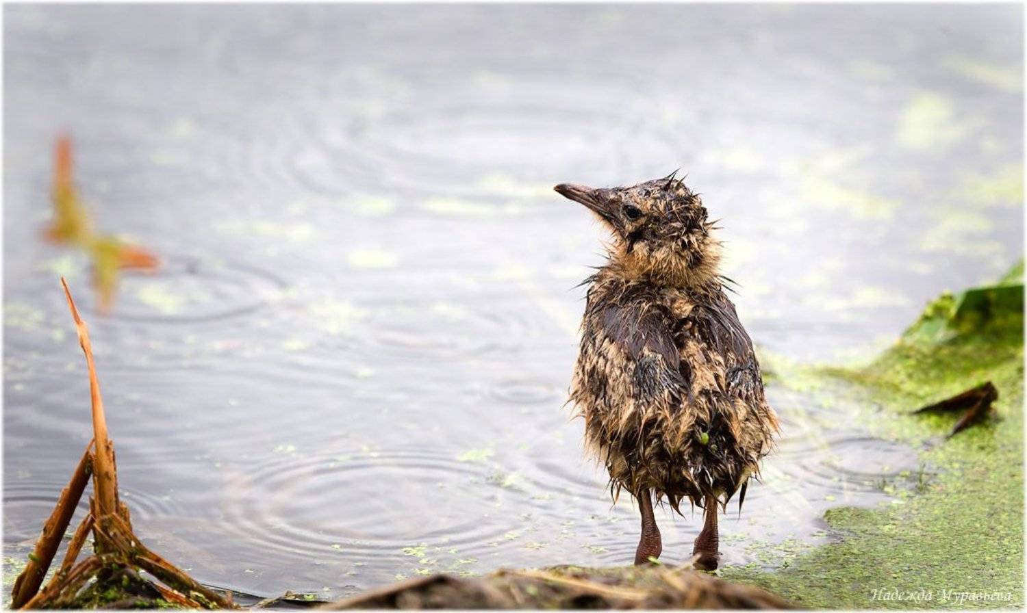 озёрная, чайка, larus, ridibundus, Надежда Муравьёва