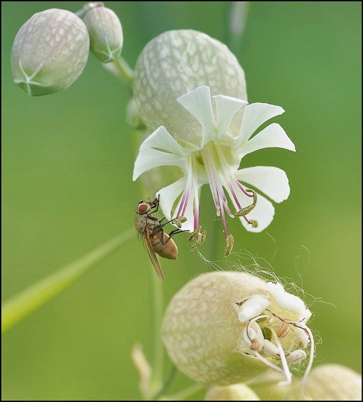 , Андрей Осокин