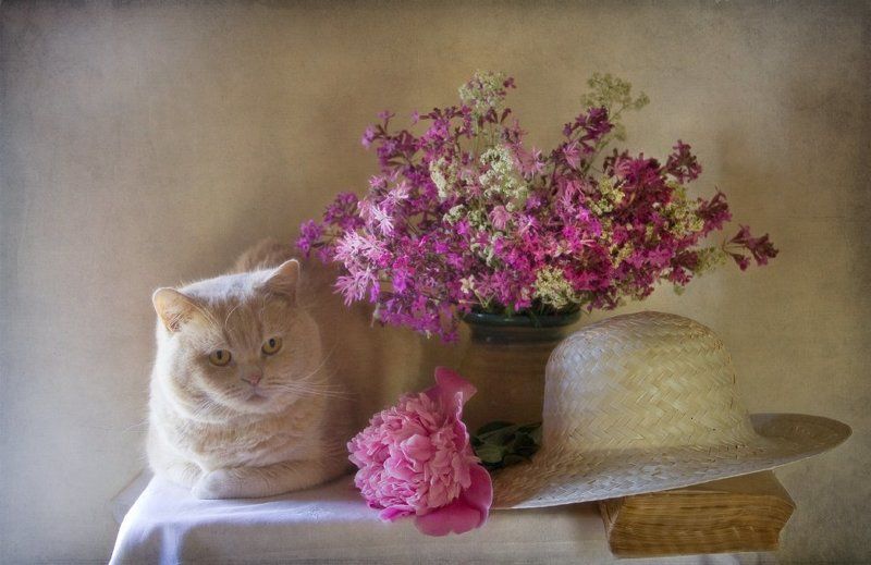 Про летний отдых Кота фото превью