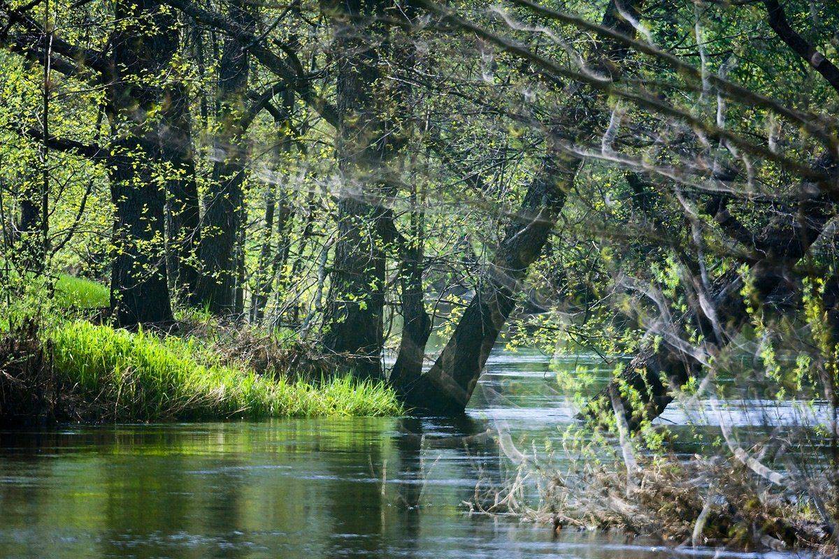 весна, разлив, река, мещёра, рязанская область, Валерий Пешков