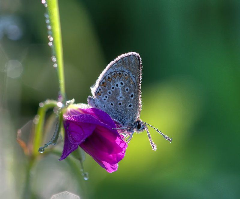 *** фото превью