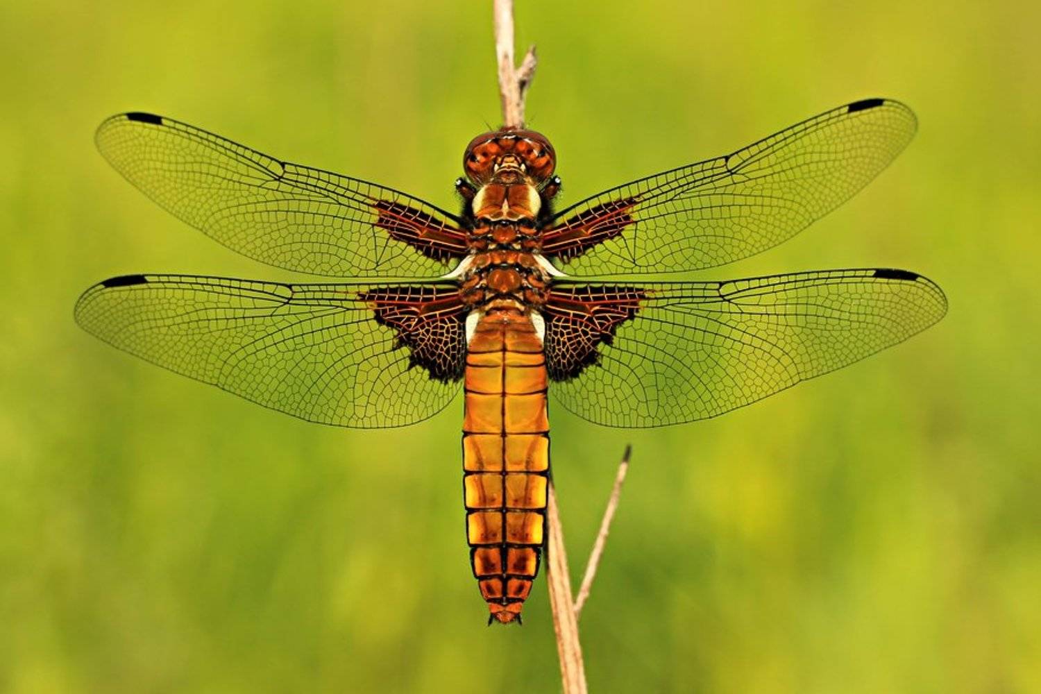 , Grzegorz Przyborowski