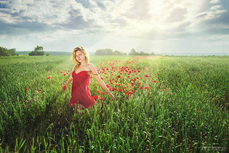 Ива между маки фото превью