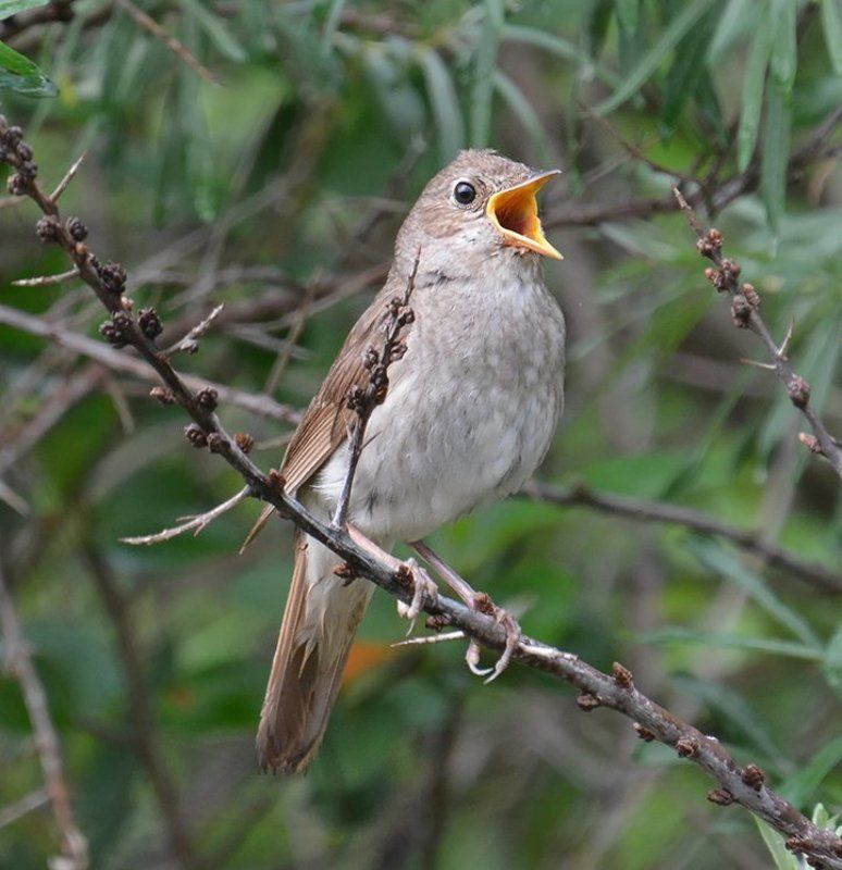 Соловей Когда поют соловьи... фото превью