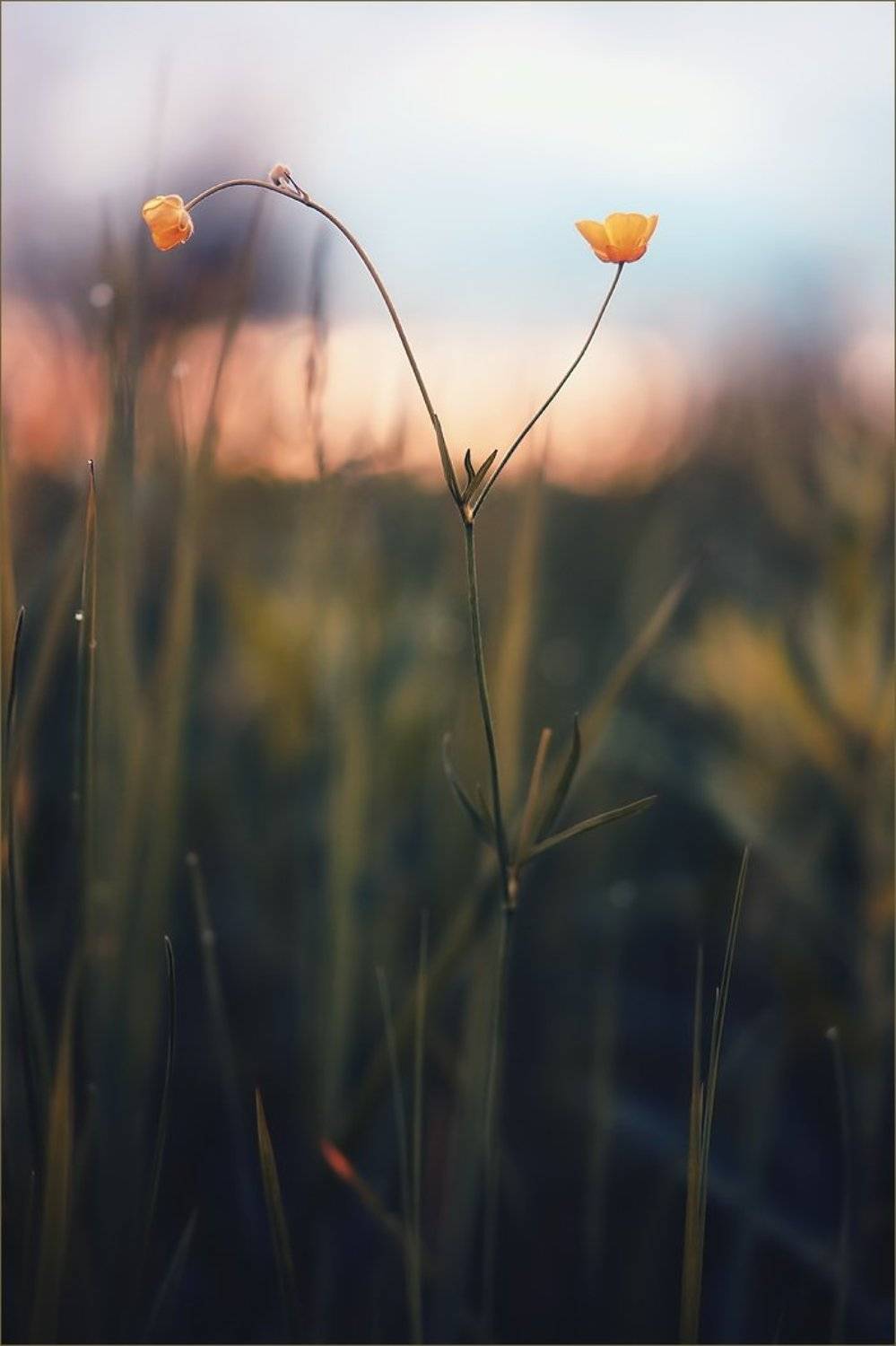 , Суханов Дмитрий