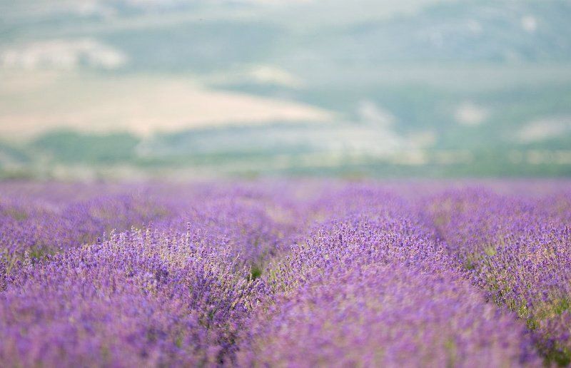 лаванда, крым Лавандовое настроение фото превью