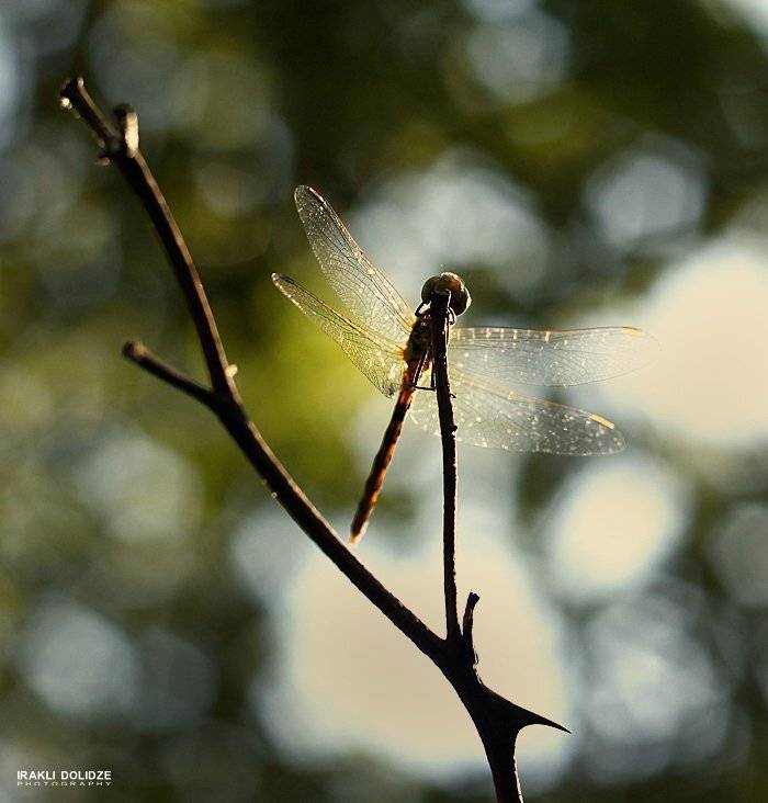 , ირაკლი დოლიძე