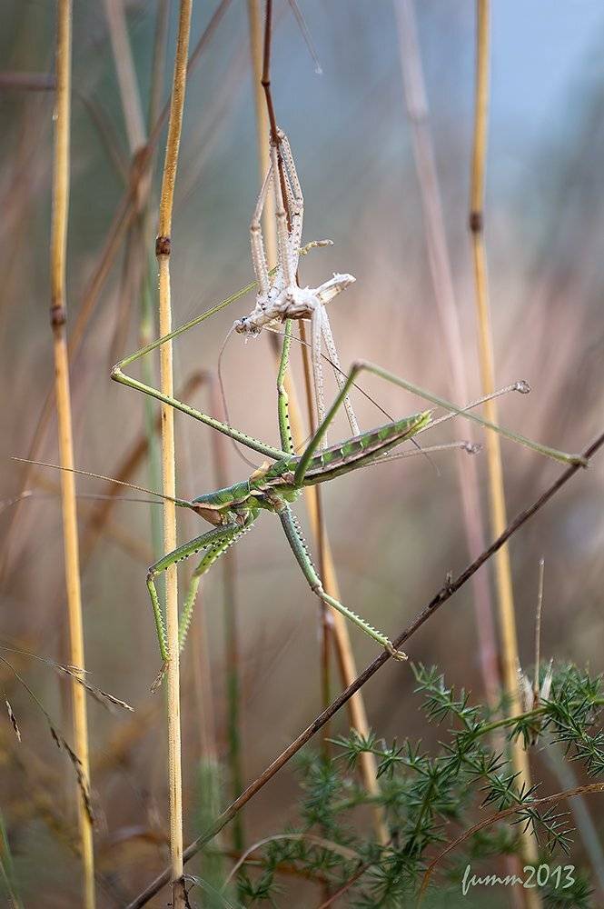 , Игорь ФУММ