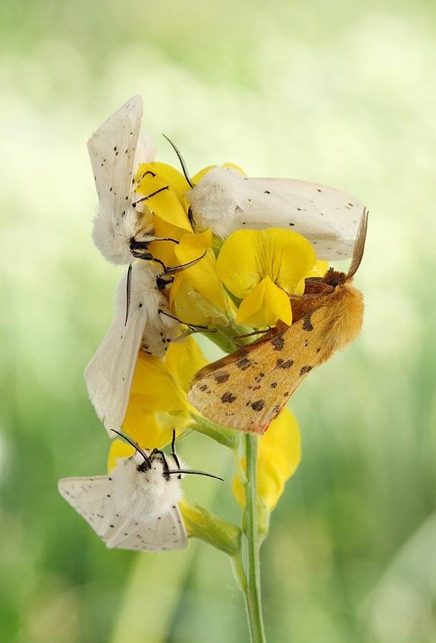 , Сергей Таланов