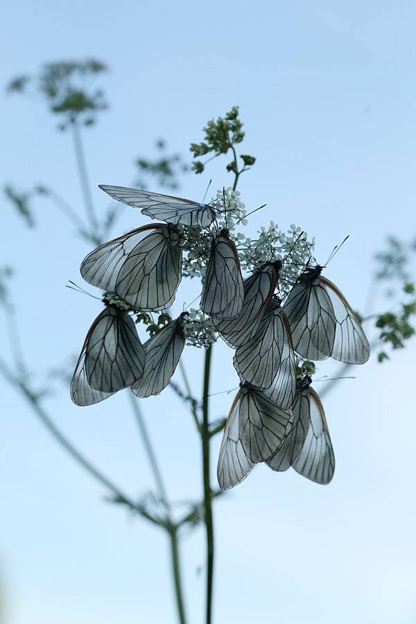 , Сергей Таланов