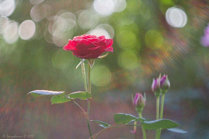 Роза, Цветы Cолнечный ветер фото превью