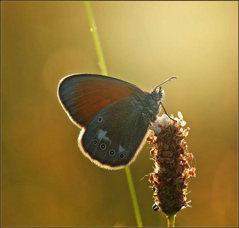Бархатное сердечко. фото превью